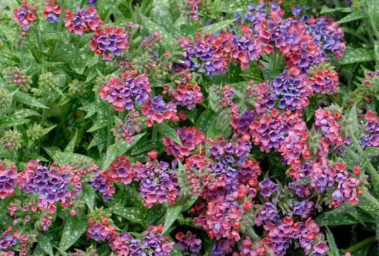 raspberry splash plant care
